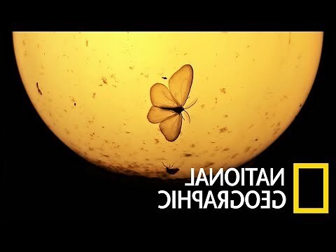 飛蛾 意思